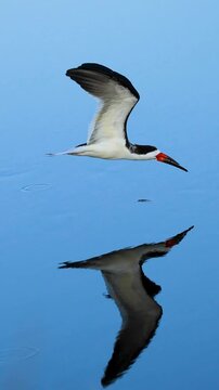 Black skimmer catching a fish while skimming water in flight mirror image reflection 