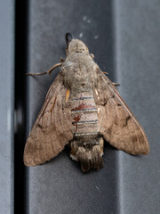 papillons  de nuit © francois clappe