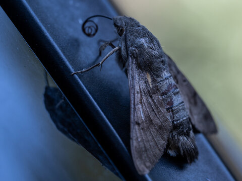 papillons de nuit