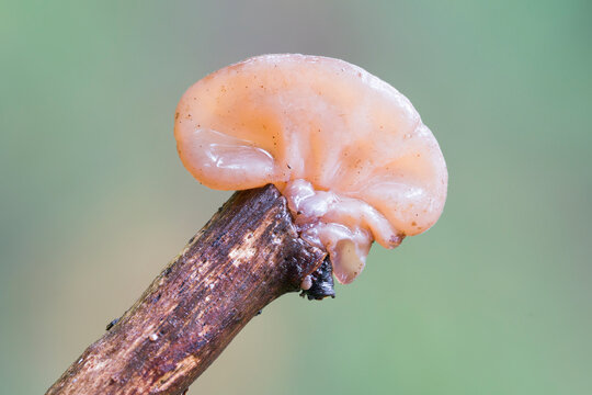 Judas's ear (Auricularia auricula-judae) in the Netherlands