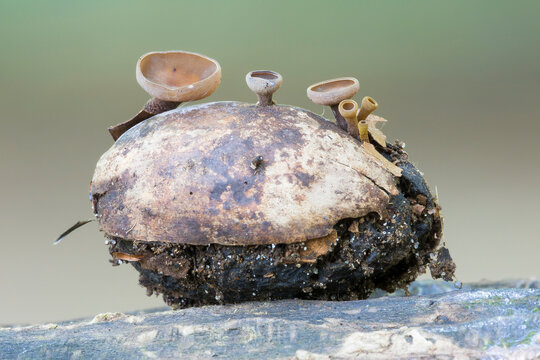 Ciboria pseudotuberosa fungus