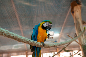 Obraz premium Blue and yellow macaw Ara ararauna holding food cup on perch in aviary, exotic bird feeding behavior