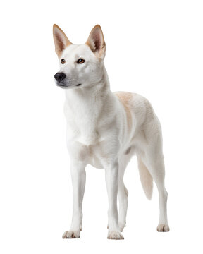 Korean Jindo Dog Standing Profile isolated on transparent background