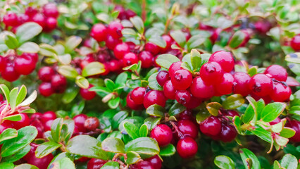 Fototapeta premium Close-up of red lingonberries