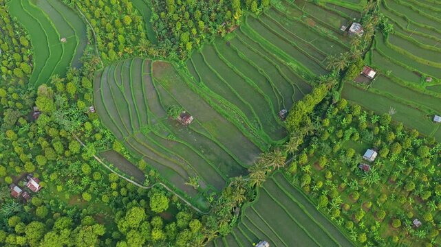 Aerial top down view of munduk rice terraces in bali indonesia