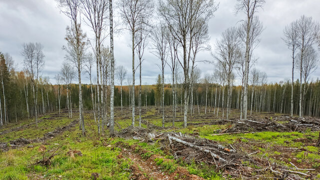 A plot of land with felled forest.