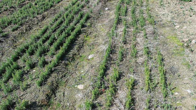 Small coniferous tree seedlings grown for planting in the forest.