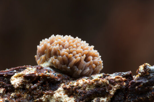 Red Raspberry Slime (Tubulifera arachnoidea) in the Netherlands