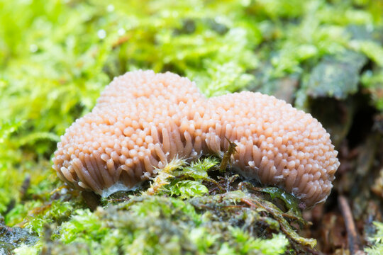 Red Raspberry Slime (Tubulifera arachnoidea) in the Netherlands