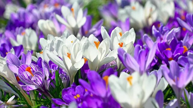 Crocus flowers opening with bee visiting spring garden bed