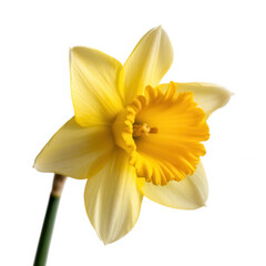 Fototapeta premium Single yellow daffodil flower on green stem isolated on transparent background