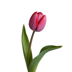 Fototapeta premium Single pink tulip flower with green stem and leaves isolated on transparent background