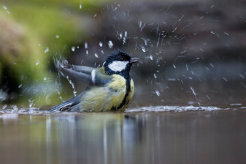 Great tit (Parus major) in water © Gertjan Hooijer