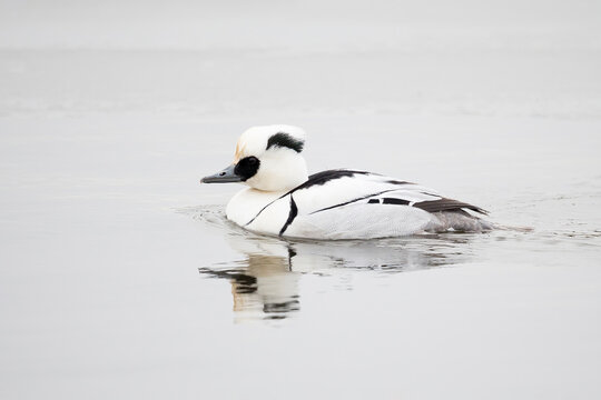 Smew (Mergellus albellus) swimming
