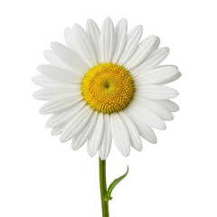 Fototapeta premium A delicate white daisy with a vibrant yellow center blooming beautifully