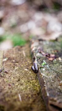 Damp Brick Insect View. Slowmoving Bug On Mossy Stones. Detailed Shot Of Tiny Creature On Wet Brick Surface. Close Perspective Of Pillbug Exploring Moist Earthy Textured Tiles