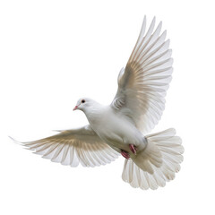 Fototapeta premium Graceful white dove in mid-flight with outstretched wings