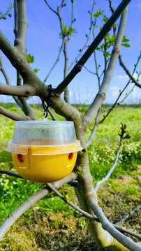 Trampa ecol&oacute;gica para insectos en &aacute;rboles de higuera