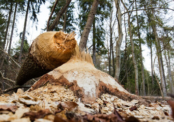 Wielkie drzewa ścięte przez bobra © kubikactive