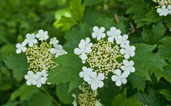 Bright white hortensia flowers in circular pattern and green leafs, selective focus - hydrangea 
