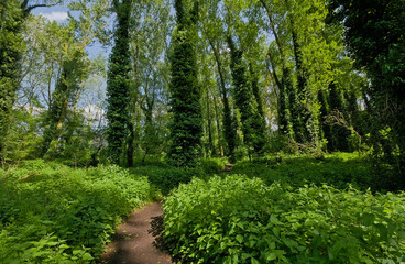 Fototapeta premium trail through a green spring forest in Bourgoyen nature reserve, Ghent, Flanders, Belgium 