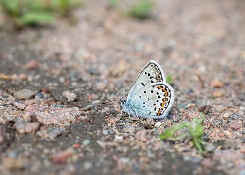 Silver-studded blue butterfly sitting on the ground