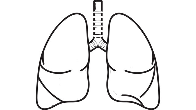 Close-up Illustration of Human Lungs Showing Respiratory System Anatomy.