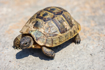 Obraz premium Eine Griechische Landschildkröte.