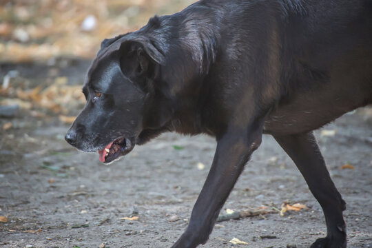 Portrait eines gro&szlig;en schwarzen Hundes.
