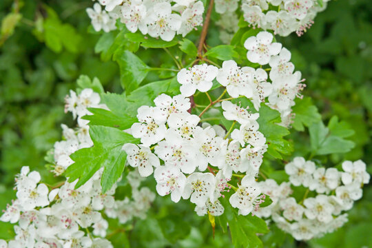 white hawthorn blossoms - Crataegus monogyna.