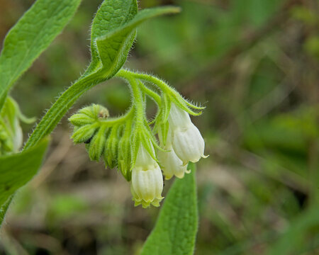  White comfrey flowers closeup - Symphytum orientale.