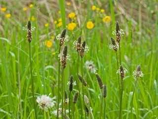  Flowers of ribwort plantain - Plantago lanceolata © Kristof Lauwers