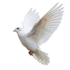 Fototapeta premium Graceful white dove with outstretched wings in flight