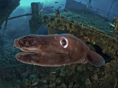 Close-up portrait of a European conger eel (Conger conger) living inside a rusted shipwreck. Dramatic underwater shot showing marine life reclaiming a sunken vessel on the ocean floor.