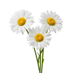 Obraz premium Three delicate daisies with bright yellow centers and white petals blooming together