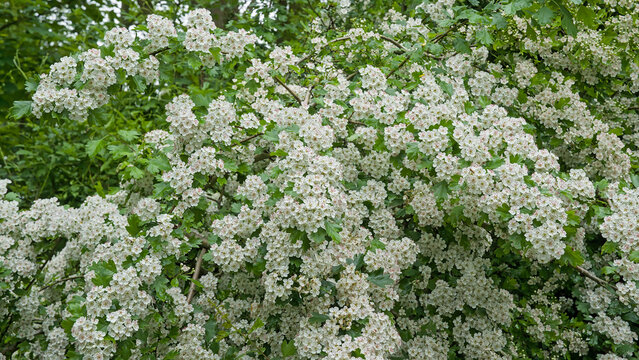 Branches with white blossoms of a hawthorn bush in the forest. flowering hawthon bush in the woods - craetagus 