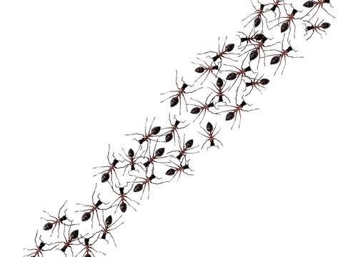 3D illustration of walking ants isolated on transparent background. Top view. 3D illustration