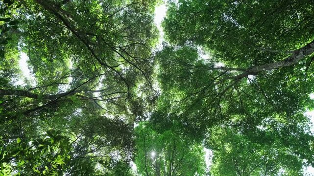 A rotating animation showing sunlight filtering through the treetops in forests such as rainforests, mangrove forests, and deciduous forests, viewed from below.