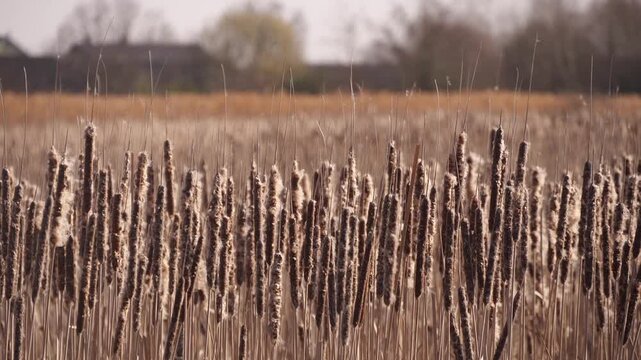 The wind is blowing the cattail seeds