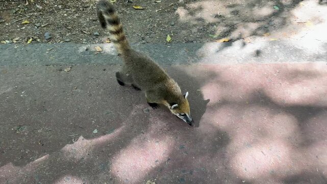 South American coati, also known as ring-tailed coati, walking on the ground in a tropical forest, searching for food among dry leaves and roots. A wild brown coati with a long striped tail held up 