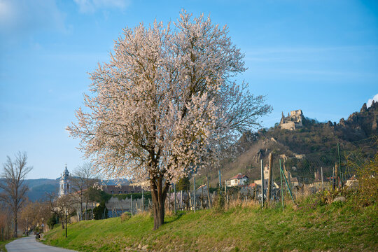 Donauradweg in der Wachau bei d&uuml;rnstein