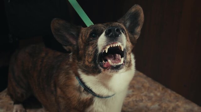 Aggressive barking dog shows dangerous teeth. Combat dog, Angry Animal hard attack head detail, Barking at a person on camera, security Fighting dogs
