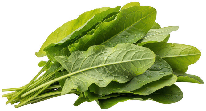 Sorrel herb leaves png green herbal leaves isolated transparent background image