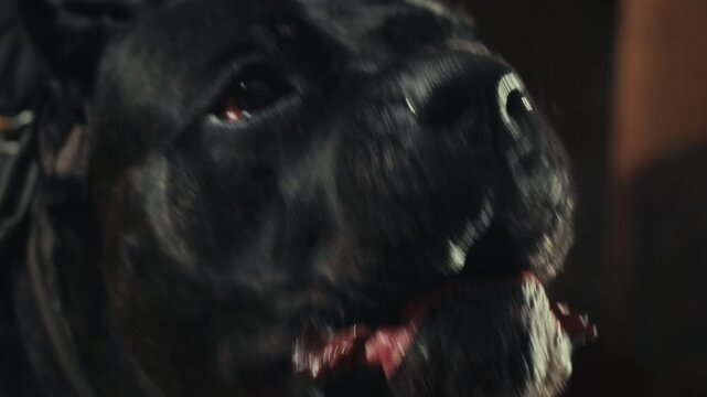 Aggressive barking dog shows dangerous teeth. Combat dog, Angry Animal hard attack head detail, Barking at a person on camera, security Fighting dogs