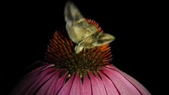 Moth Silver Y, Autographa gamma on flower Echinacea purpurea, Eastern purple, Coneflower at night - close-up, slow motion. Topics: nature, macro, blooming, natural environment, fauna, flora, insect