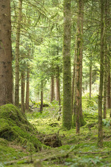 Obraz premium Mooslandschaft im Wald