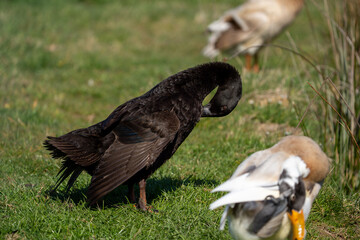 duck in the grass © LDC