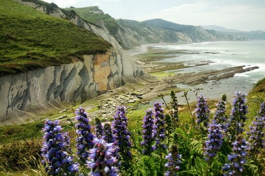 Purple wildflowers in foreground with coastal cliffs and unique flysch rock formations in Zumaia, Spain. Panoramic view of the sea and shoreline under a cloudy sky during the daytime