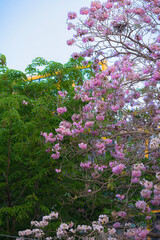 Obraz premium Beautiful Pink Chompoo Pantip blossom flowers are blooming with the park in spring day in the garden and summer blue sky background in Thailand.