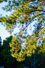 Obraz premium Khasya pine trees on Khasya pine woods (Pinus kesiya Royle ex Gordon) in the garden with mountains at Phuhinrongkla National Park Nakhon Thai District in Phitsanulok, Thailand